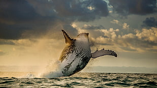 white and gray whale, nature, landscape, animals, whale HD wallpaper