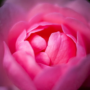 closeup photo of pink petaled flower, rose