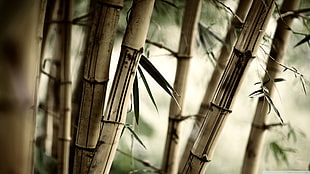 brown bamboo screenshot HD wallpaper