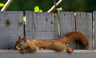 squirrel on wooden fence