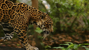 selective-focus photography of brown and black Leopard