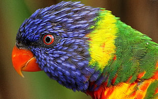 multicolored parrot close-up photo