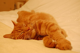 orange tabby cat, cat, sleeping HD wallpaper