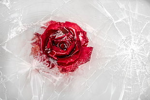 red rose, ice, plants, rose, flowers