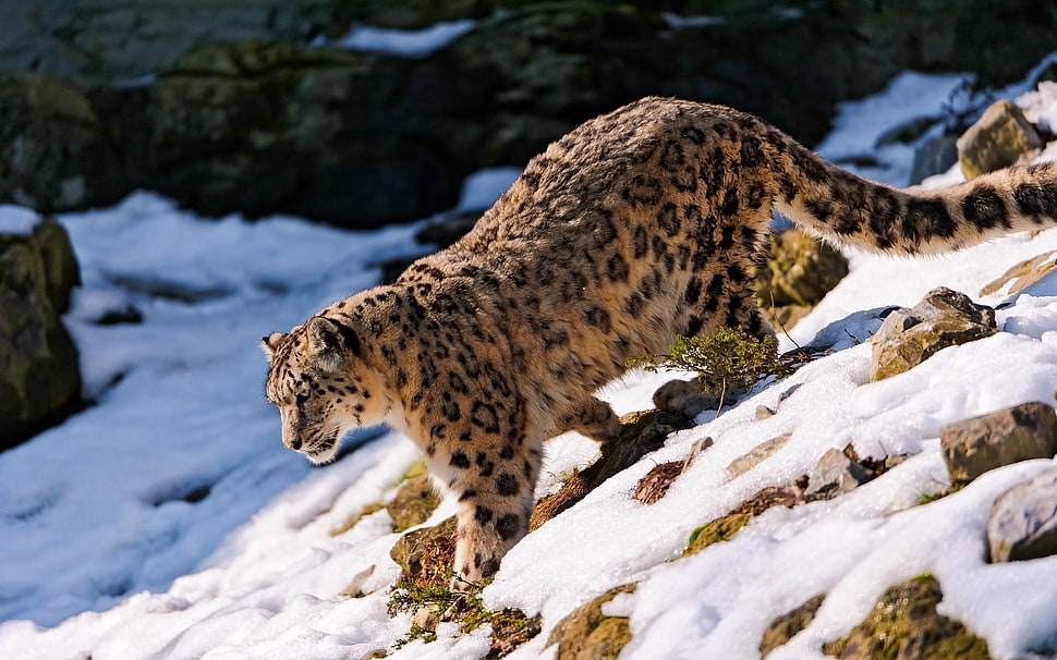 leopard on snow HD wallpaper