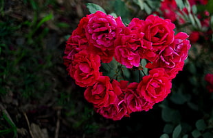 red roses forming heart shaped during daytime