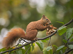 squirrel on tree branch, hornbeam HD wallpaper