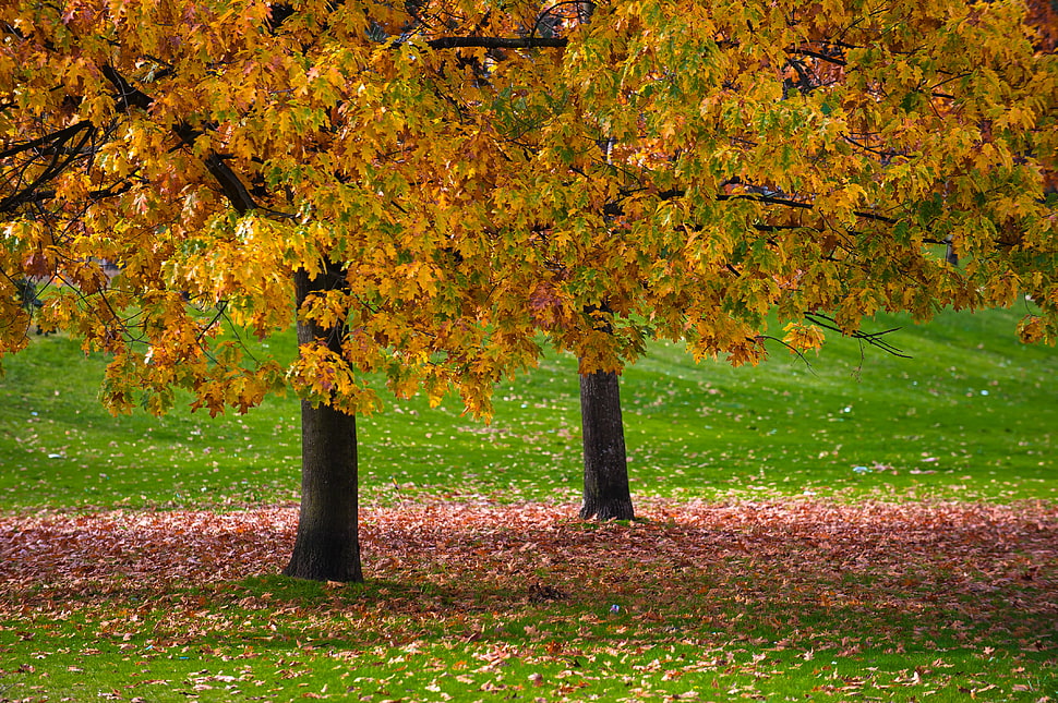yellow tree during daytime HD wallpaper
