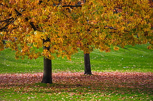 yellow tree during daytime HD wallpaper