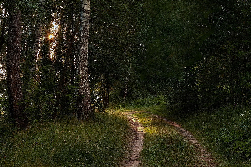 green grass, trees HD wallpaper