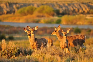 wild life and selective focus photography of four brown Deers, seedskadee national wildlife refuge