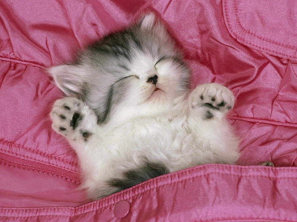 white and black medium-coated kitten HD wallpaper