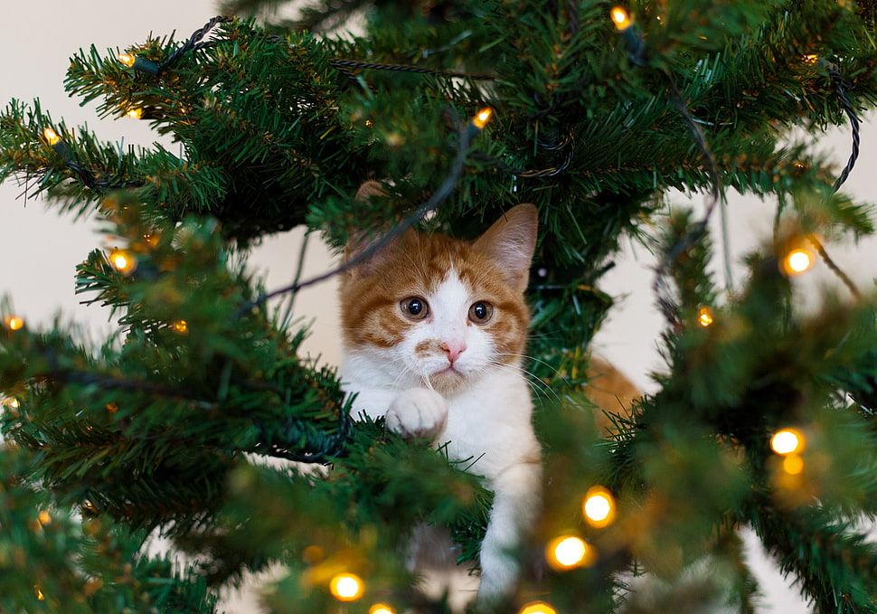 white and brown cat on green pre-lit tree with led lights HD wallpaper