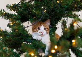 white and brown cat on green pre-lit tree with led lights