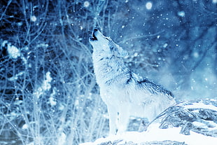 close up photography of howling wolf during winter