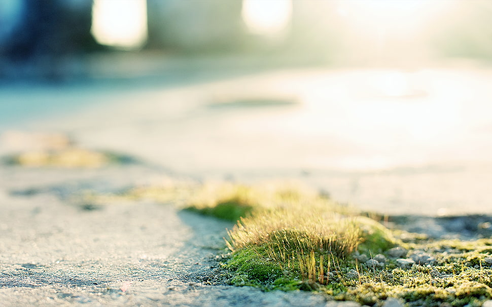 green grass, grass, macro HD wallpaper
