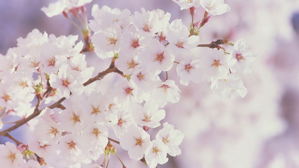 white and yellow petaled flowers, cherry blossom, trees HD wallpaper