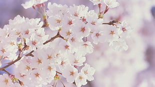 white and yellow petaled flowers, cherry blossom, trees