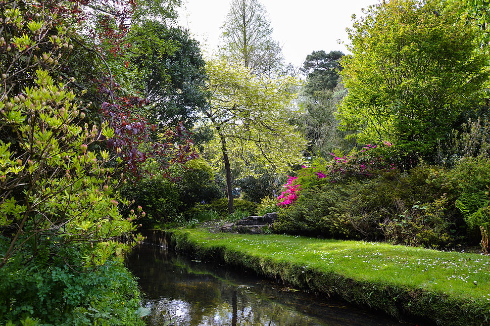 green leafed trees, trees HD wallpaper