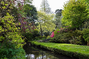 green leafed trees, trees