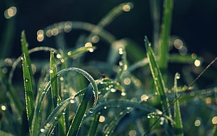dew drops on green grass at daytime