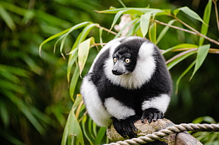 shallow photography on black and white animal sitting on the tree during daytime, ruffed lemur