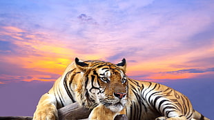 Bengal tiger laying down during golden hour HD wallpaper