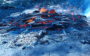 bon fire, fire, log, nature HD wallpaper