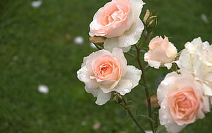close up photo of white and pink flowers