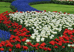 garden of red and white flowers