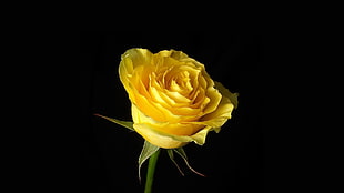 yellow Rose flower wallpaper