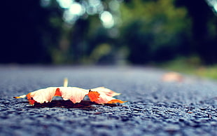 closeup photography of dried leaf on black rad during daytime