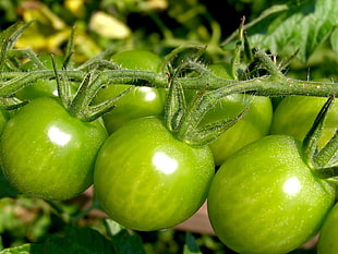 closeup photo of green tomatoes
