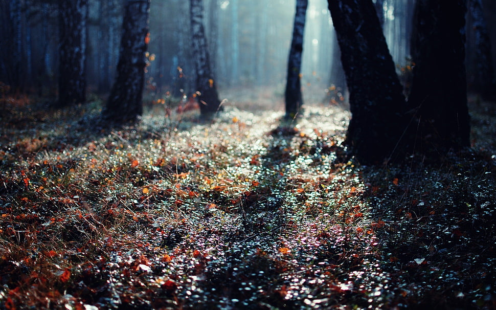 leaves on floor HD wallpaper