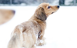 selective focus photography of long-coated brown dog in snow