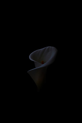 white peace lily, Calla, Flower, Black background