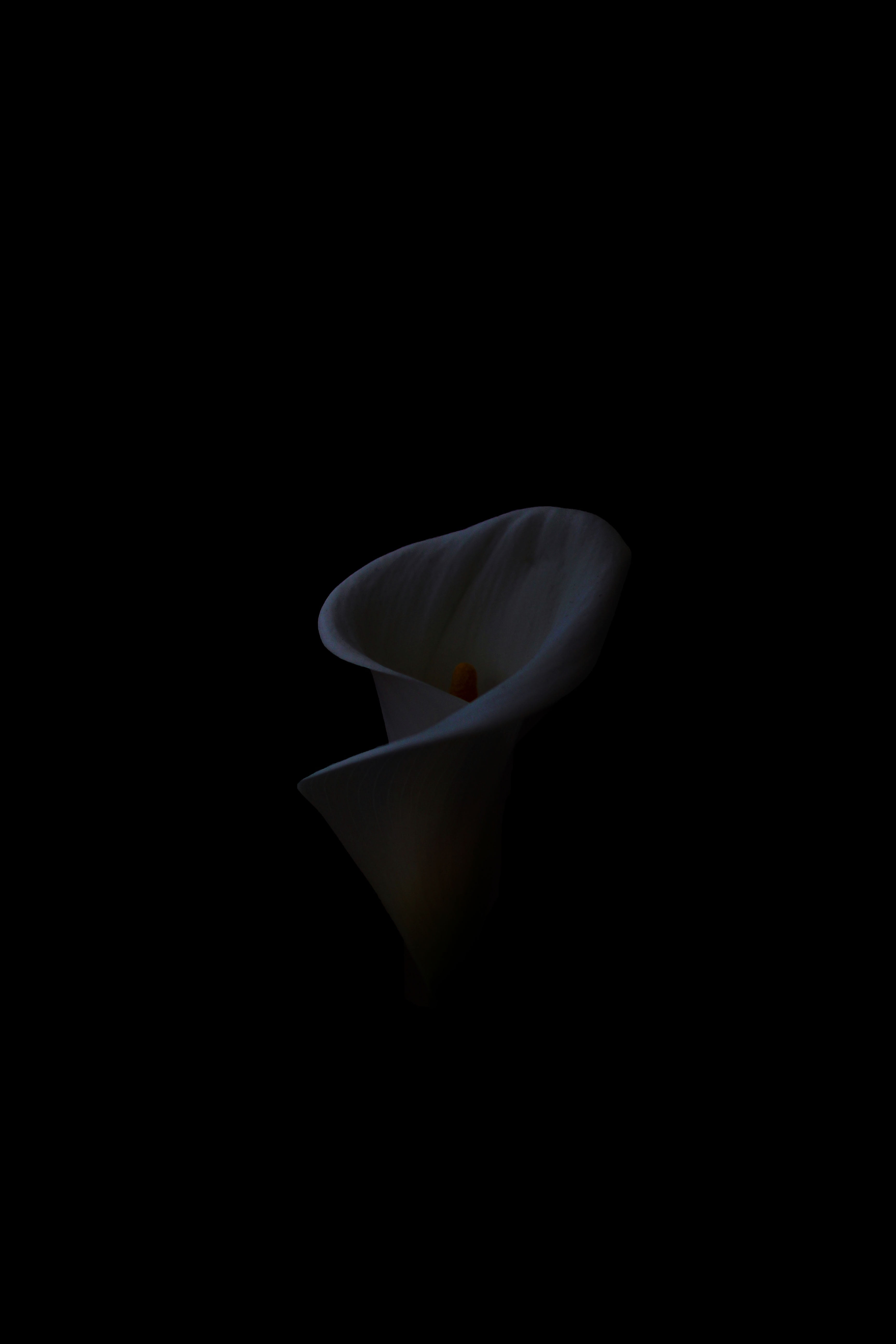 White peace lily, Calla, Flower, Black background HD wallpaper | Wallpaper  Flare