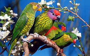 four green birds, parrot, birds, animals, branch