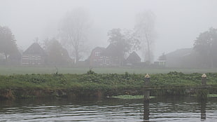 white-and-brown houses, mist, house, water, trees