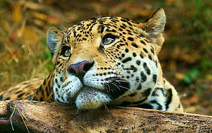 brown jaguar, animals, leopard, feline, leopard (animal)