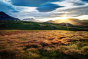 field of brown leafed grass, landscape, mountains, sky, clouds