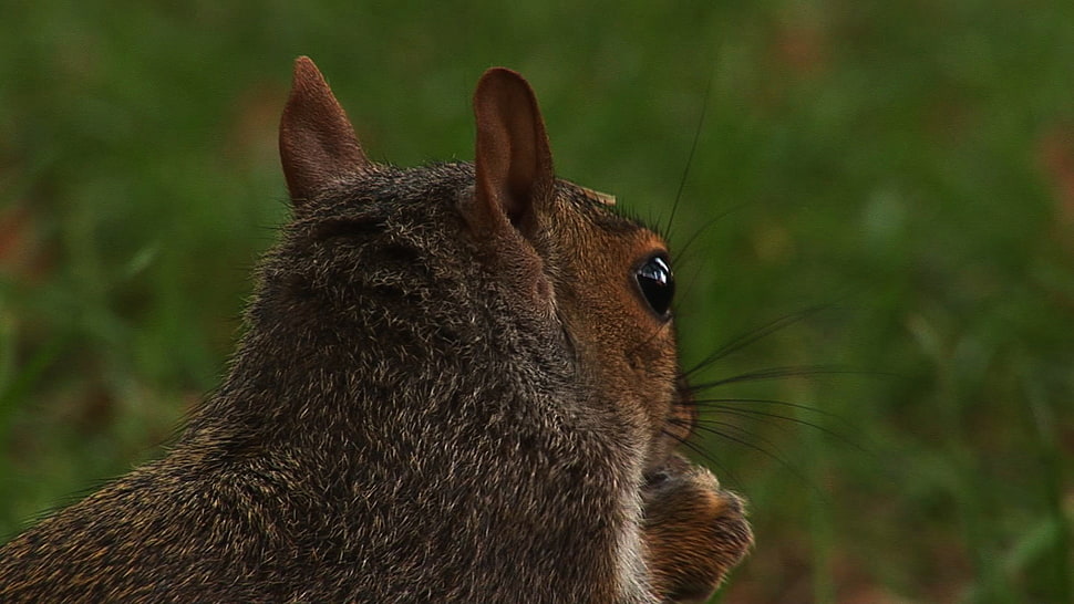 brown squirrel HD wallpaper