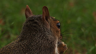brown squirrel HD wallpaper