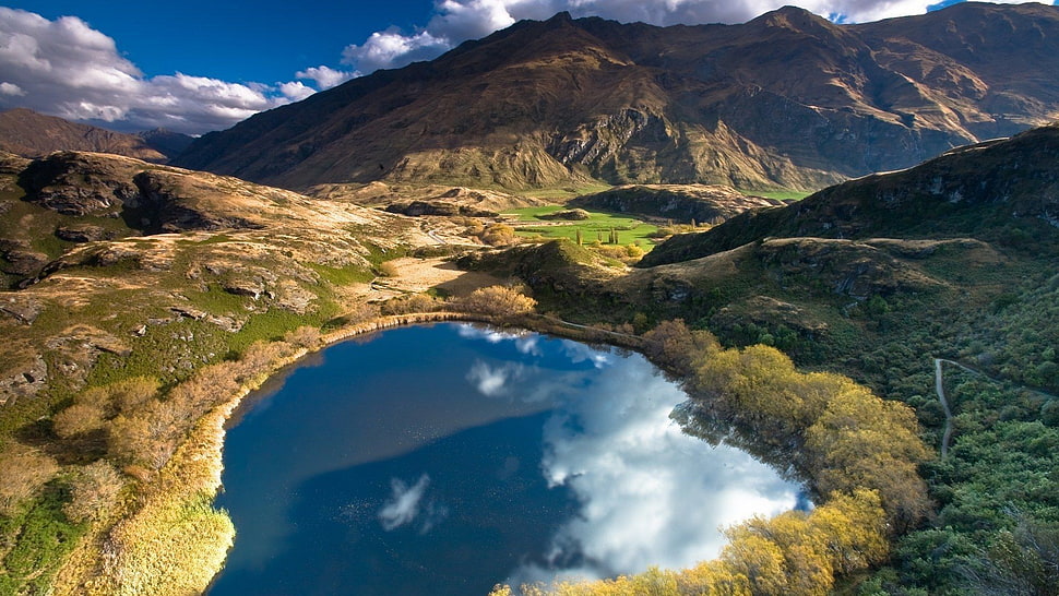 green leaf tree lot, nature, landscape, New Zealand, mountains HD wallpaper