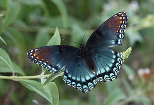 macro photo of a blue Spicebush butterfly on green leaf, spotted