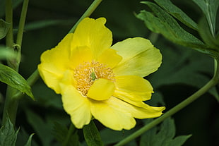 yellow flower focus photography