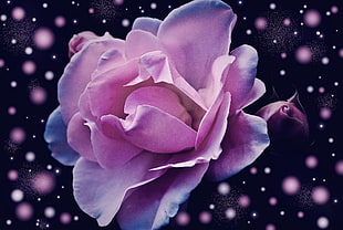 photography of purple petaled flower