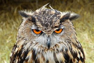 black and brown owl closeup photography