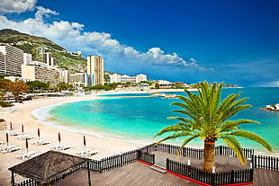 green palm tree, beach, water, Monaco, sky
