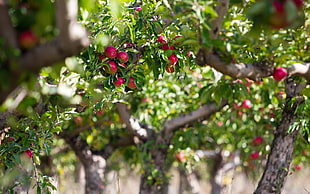 selective focus photography of round pink fruit